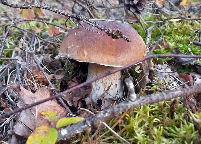 Ma Cabane Au Bord Du Lac