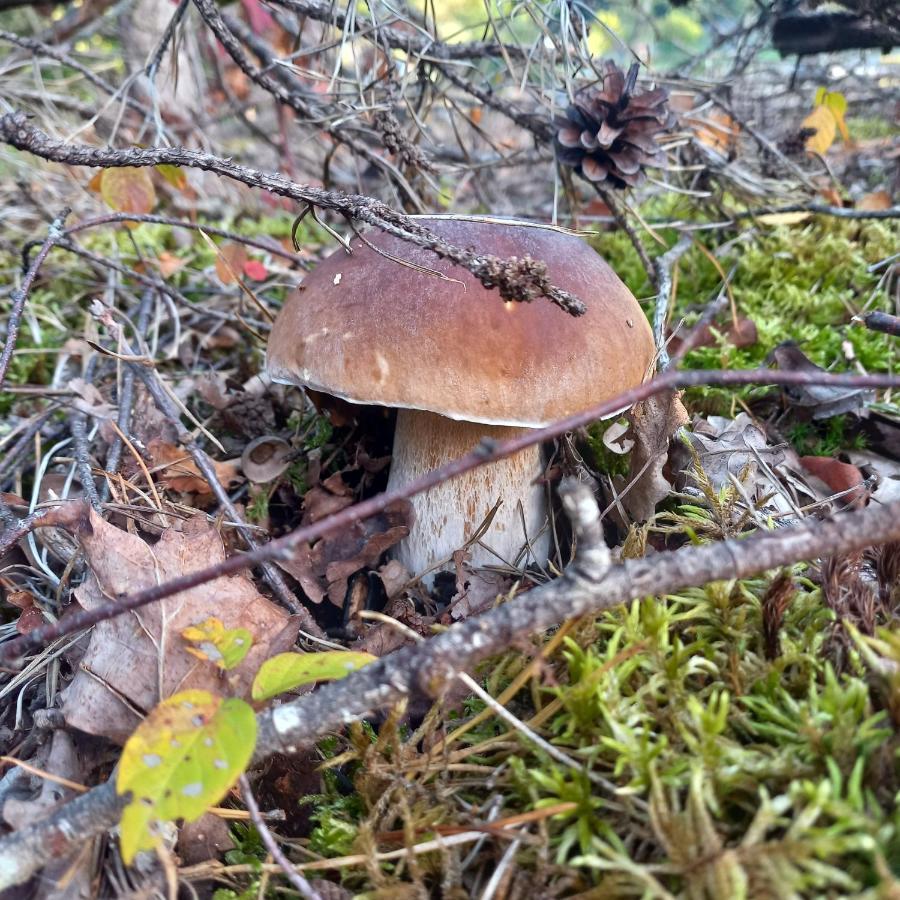 Ma Au Bord Du Chalet Neuvic (Correze)